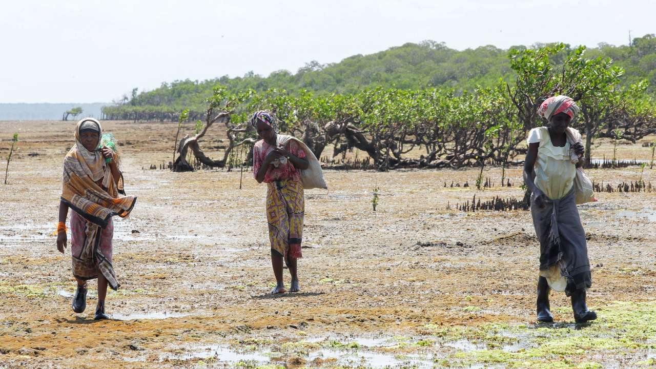 Seaweed farming brings hope to Kenyan villagers hit by climate change