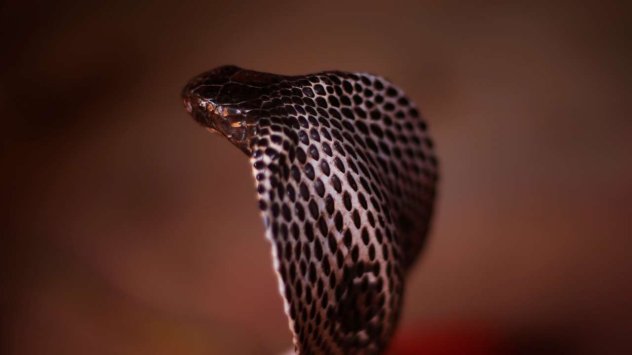 The Wider Image: Charming snakes