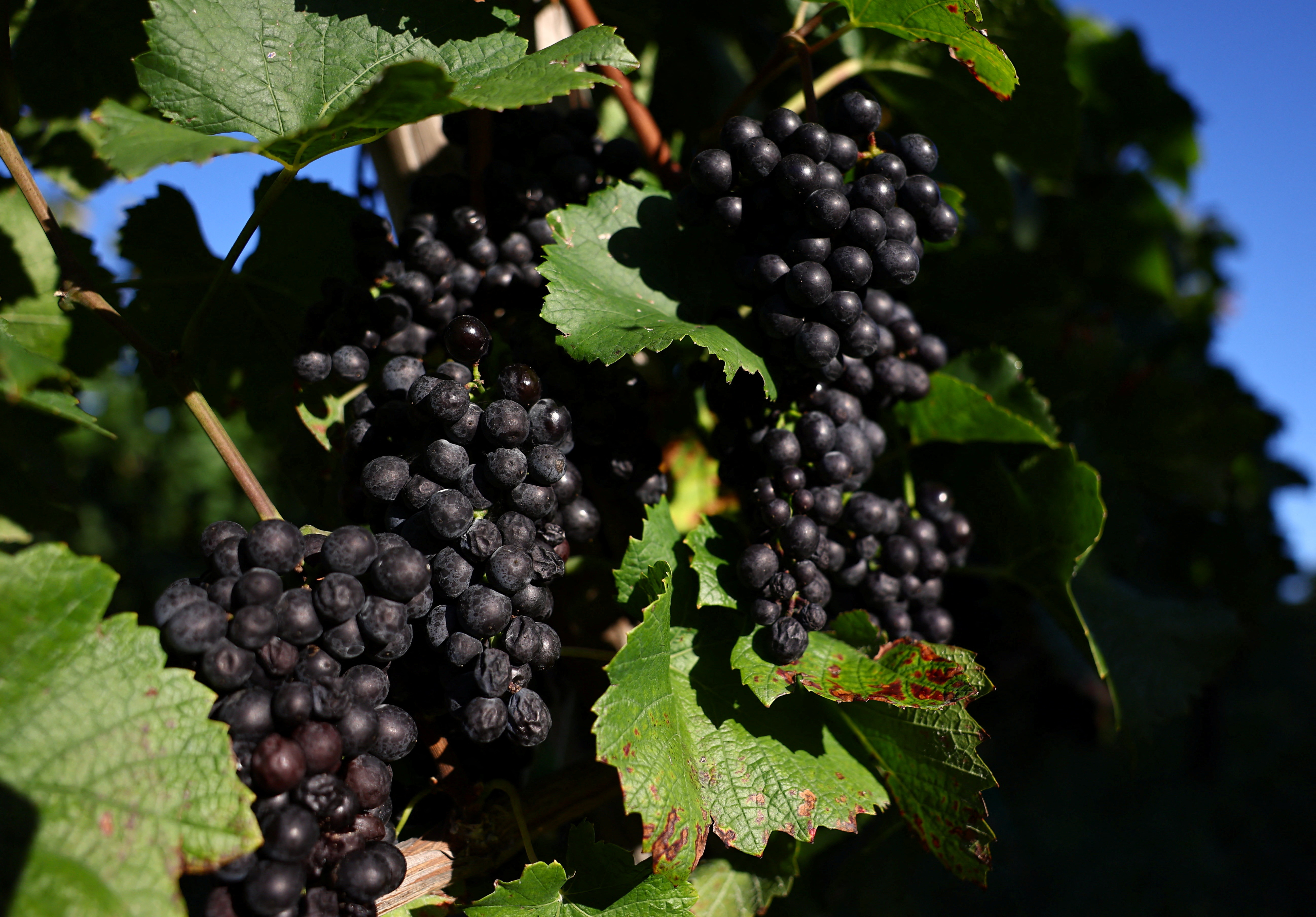 Pinot Noir grapes are cultivated at Hirotsu Vineyard in Yoichi, Japan