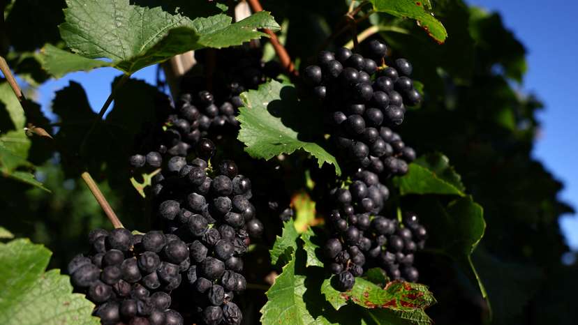 Pinot Noir grapes are cultivated at Hirotsu Vineyard in Yoichi, Japan
