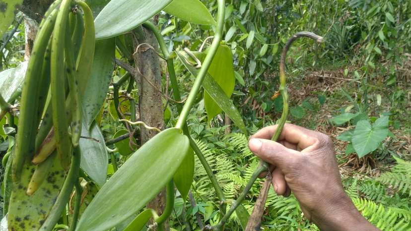 FILE PHOTO: Vanilla farmer Jao Nasaina inspects fresh vanilla pods as he patrols at his plantation, to guard the crop against thieves, in Ambavala, near Andapa