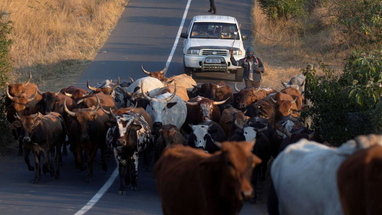 FILE PHOTO: A man herds cattle in Cato Ridge