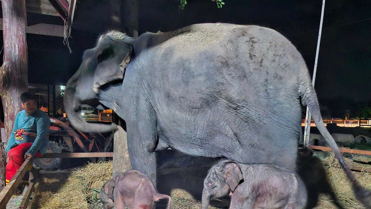Elephant Thailand