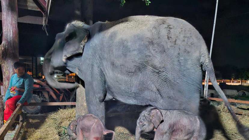 Elephant Thailand
