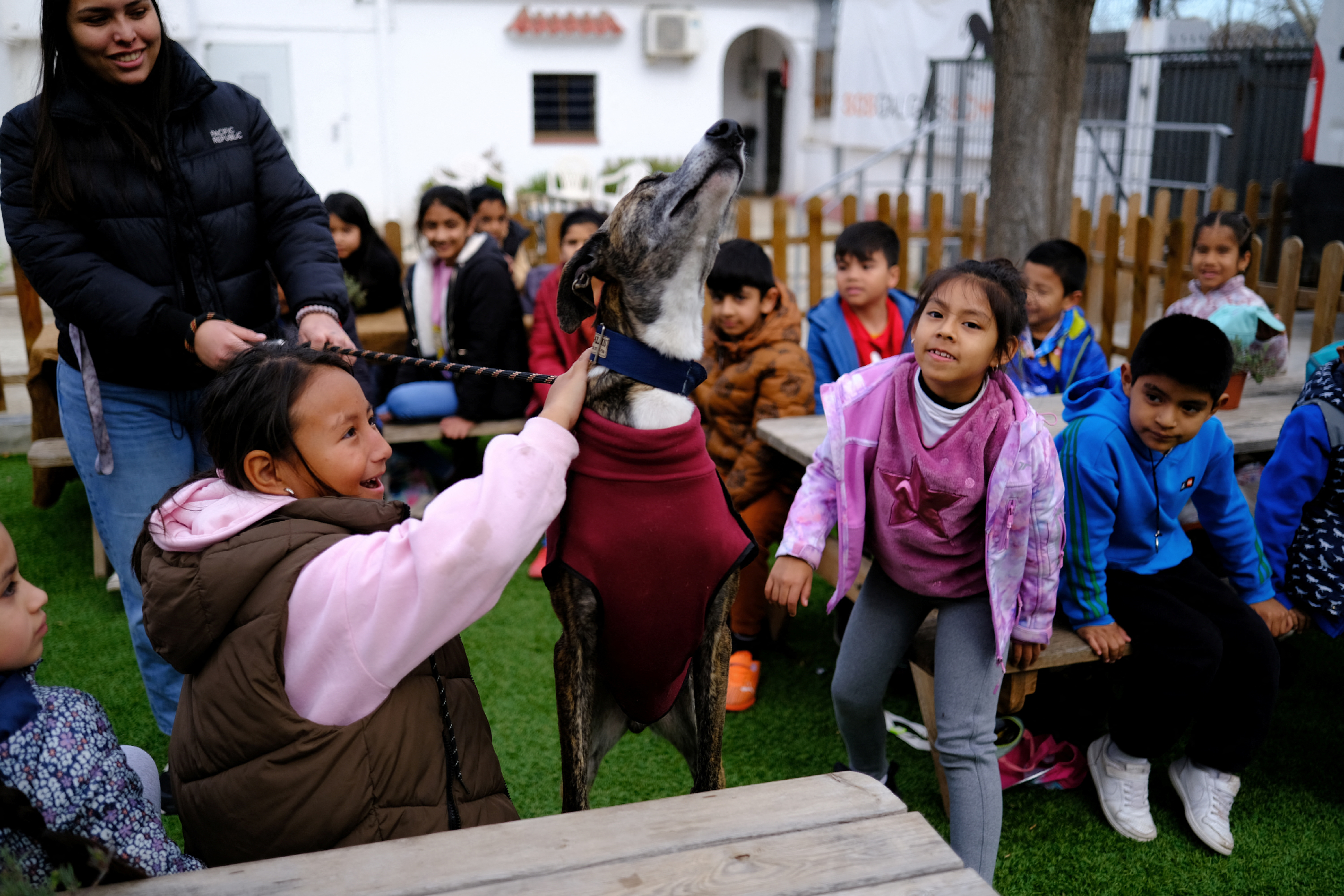 Tails of love: Rescued greyhounds teach kids empathy in Spain