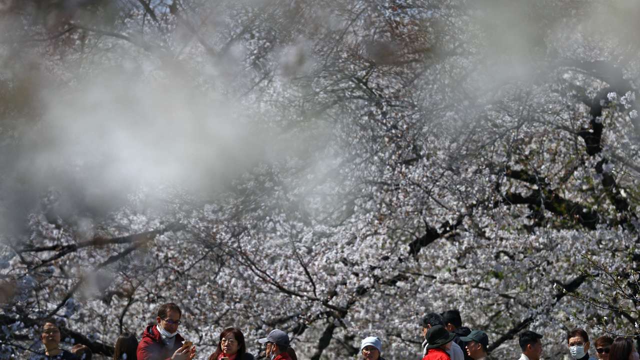 Visitors stroll under cherry blossoms in almost full bloom in Tokyo