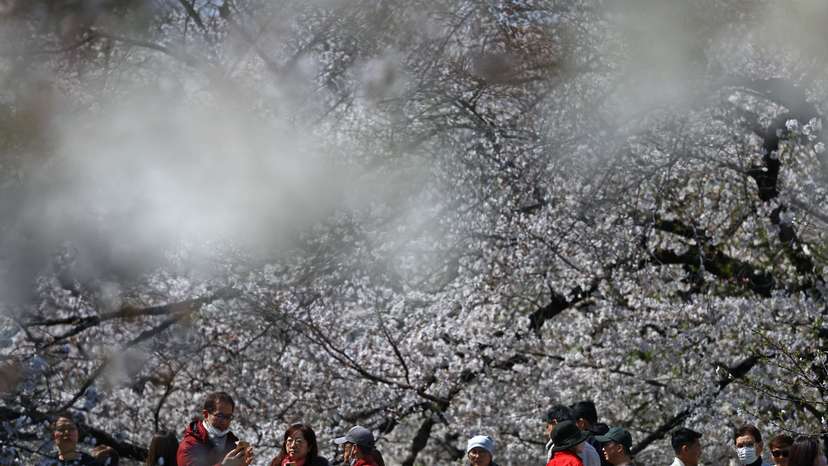 Visitors stroll under cherry blossoms in almost full bloom in Tokyo