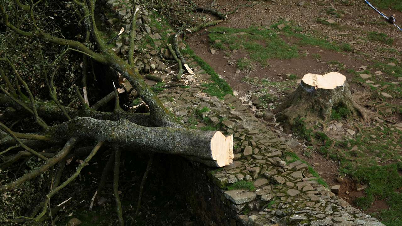 FILE PHOTO: General view of the Sycamore Gap tree that was felled, in Northumberland