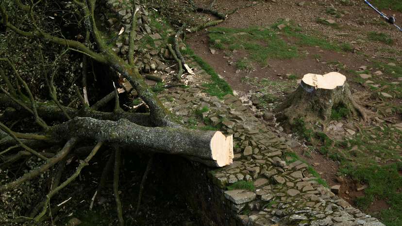 FILE PHOTO: General view of the Sycamore Gap tree that was felled, in Northumberland