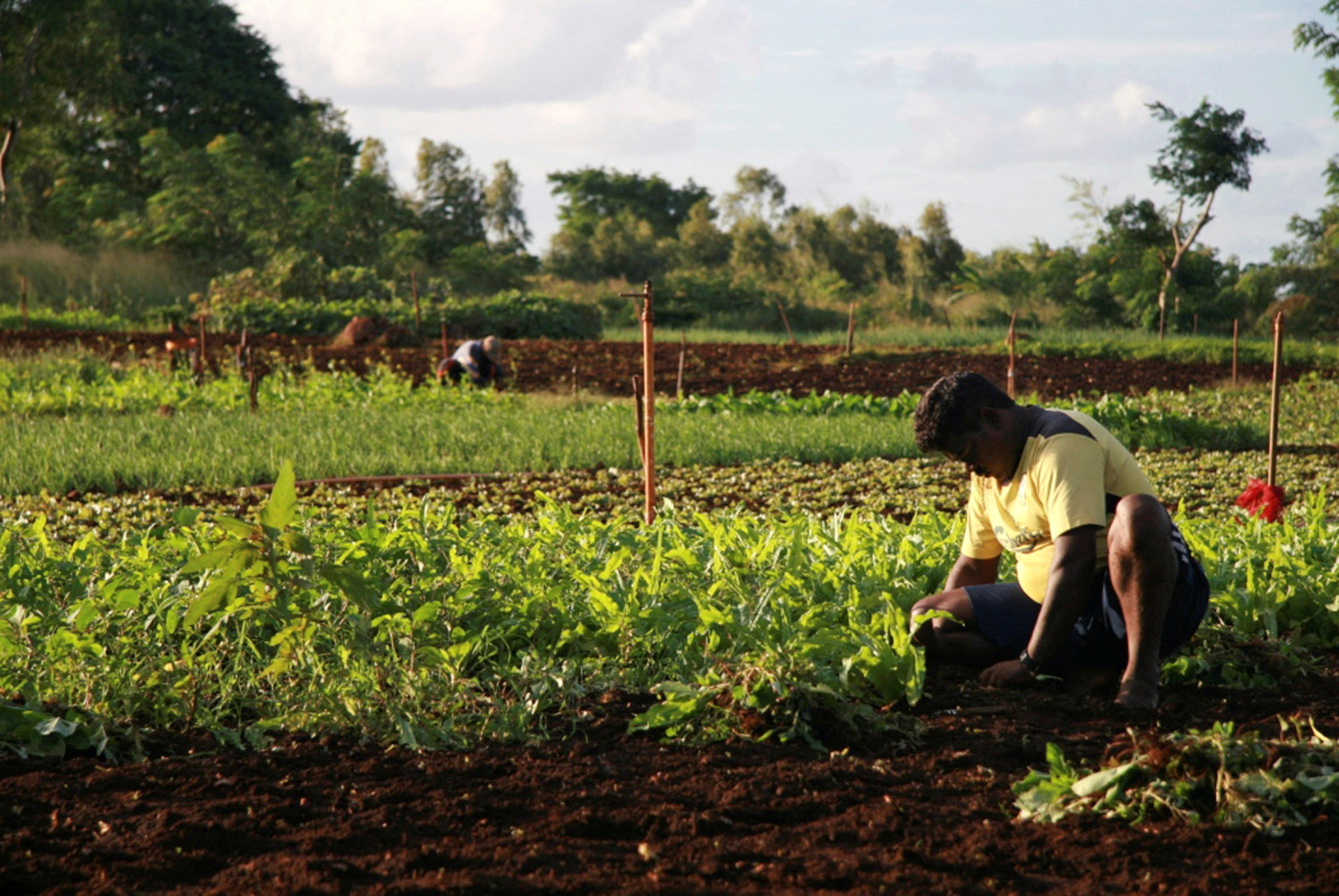 FILE PHOTO: A Mauritian man tends to his vegetables in Terre Rouge May 8, 2008.