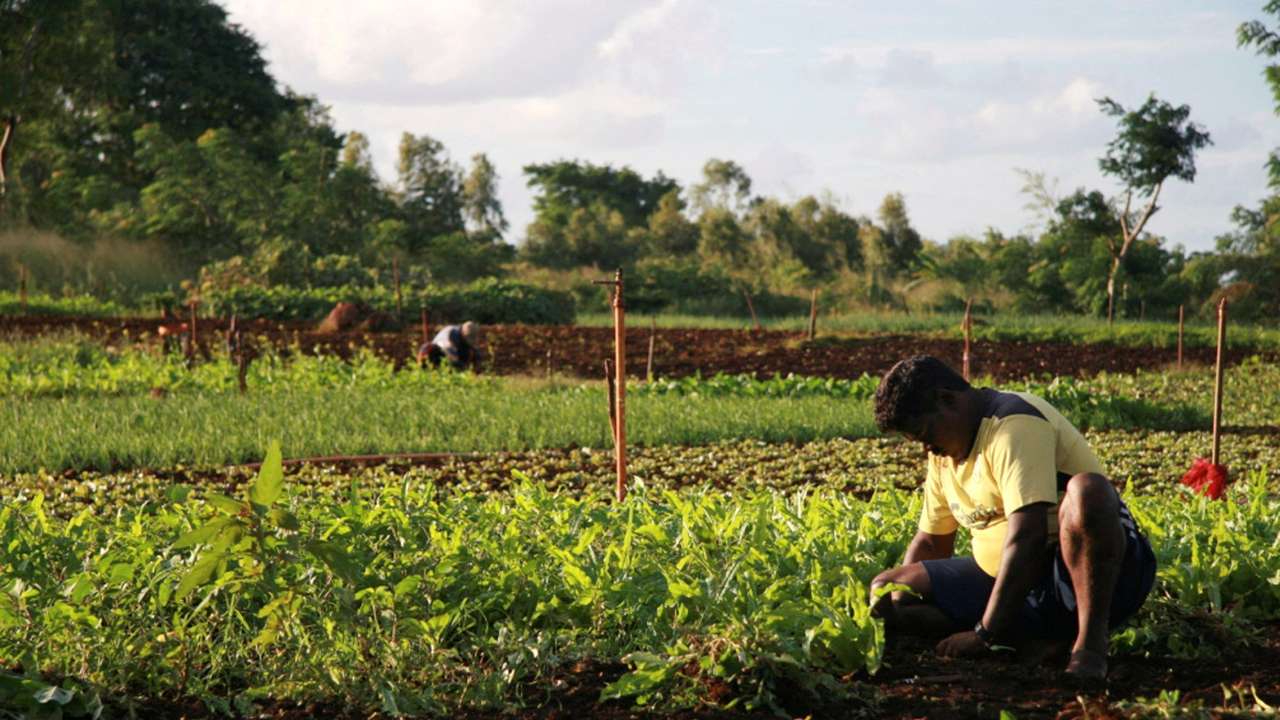FILE PHOTO: A Mauritian man tends to his vegetables in Terre Rouge May 8, 2008.