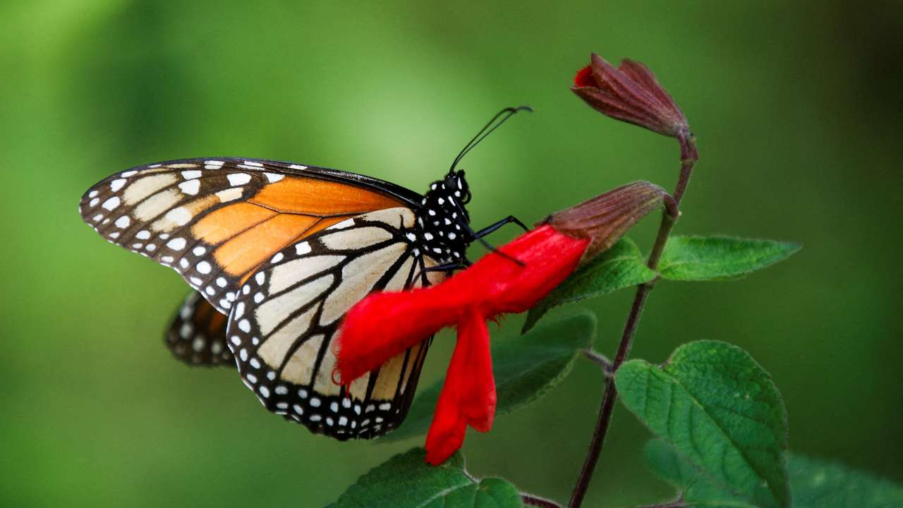 FILE PHOTO: Monarch butterflies descend on Mexican Sierra Chincua butterfly sanctuary in Michoacan