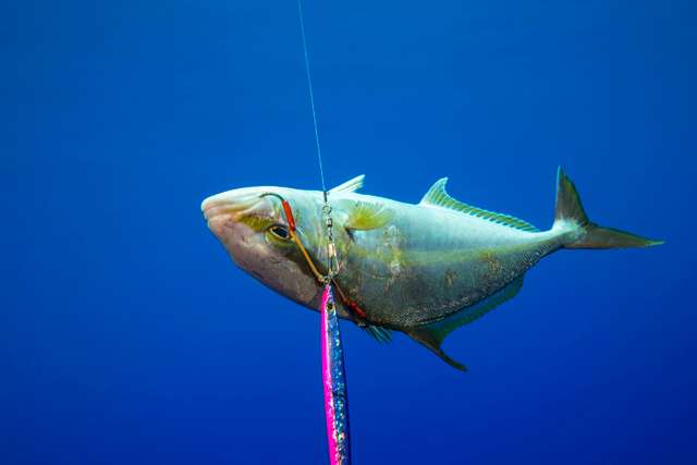 Amberjack (Seriola rivoliana) caught by a fisherman off the island of Yap, Micronesia, Pacific Copyright: RyanxRossotto