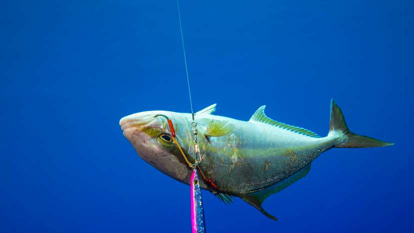 Amberjack (Seriola rivoliana) caught by a fisherman off the island of Yap, Micronesia, Pacific Copyright: RyanxRossotto