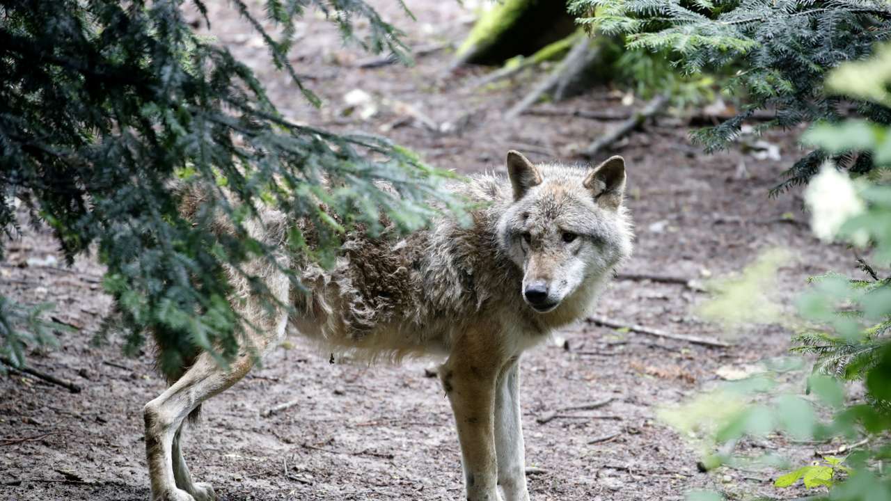 FILE PHOTO: Wolf is seen in a near-natural enclosure at Langenberg Wildlife Park in Langnau am Albis