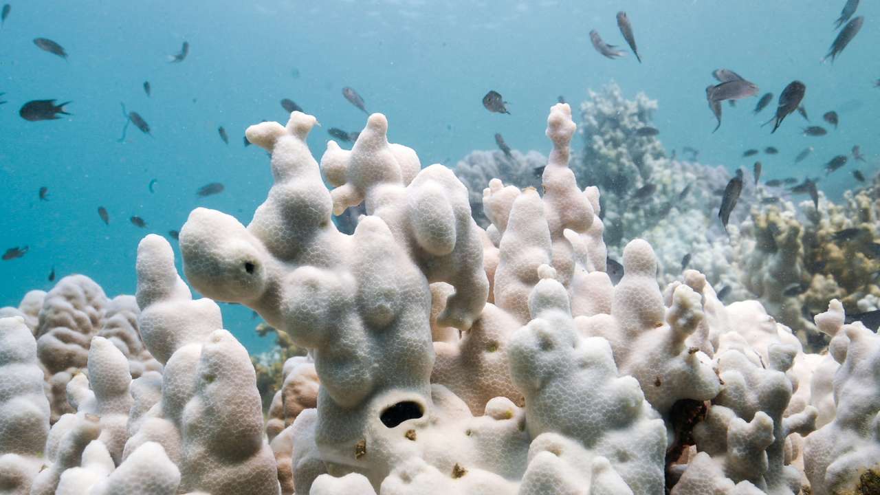 FILE PHOTO: Thailand's corals bleaching at fast pace amid rising global temperature