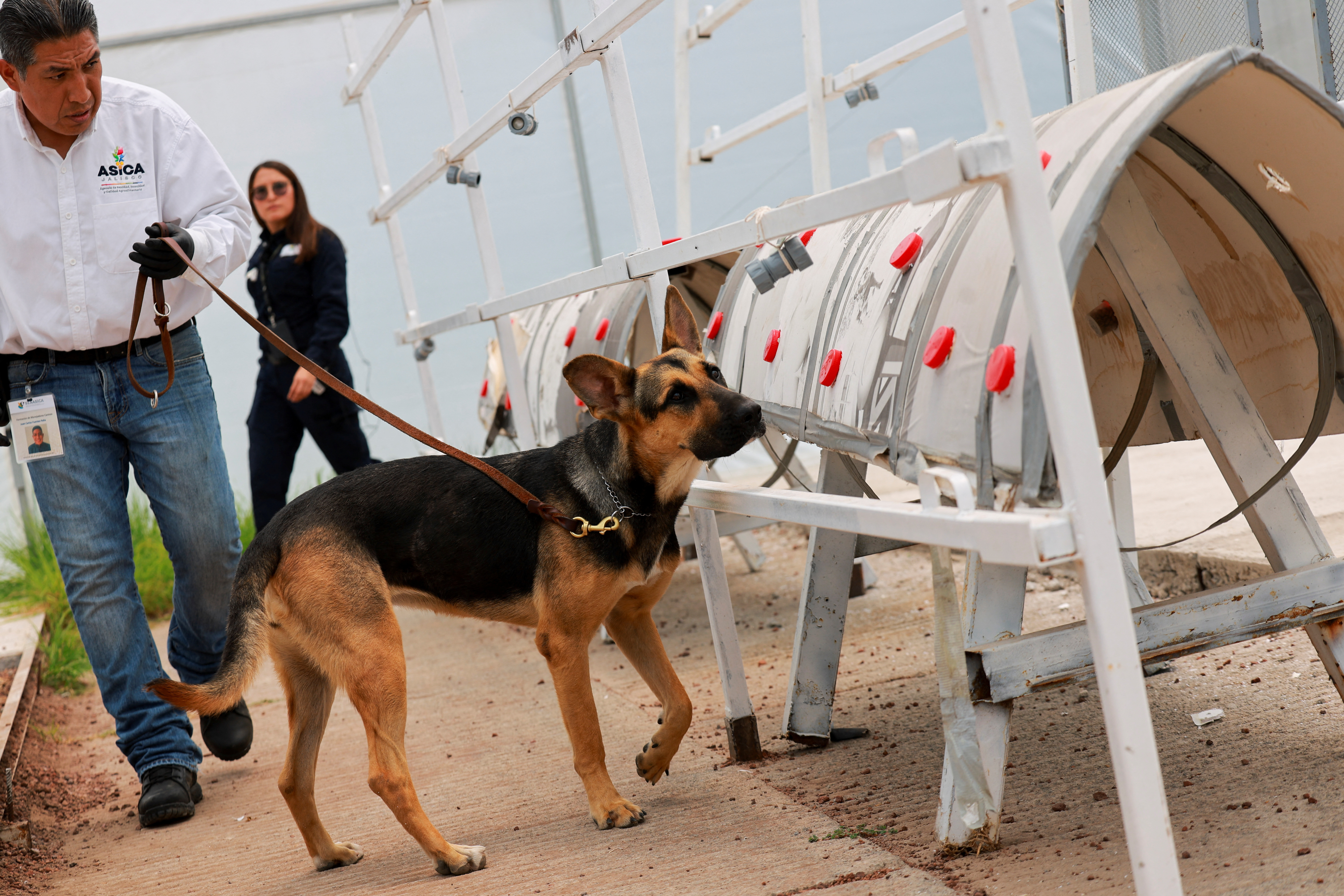 Mexico's secret weapon against screwworm: Pest-sniffing dogs