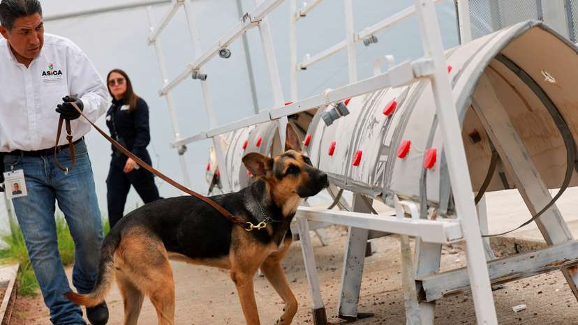 Mexico's secret weapon against screwworm: Pest-sniffing dogs