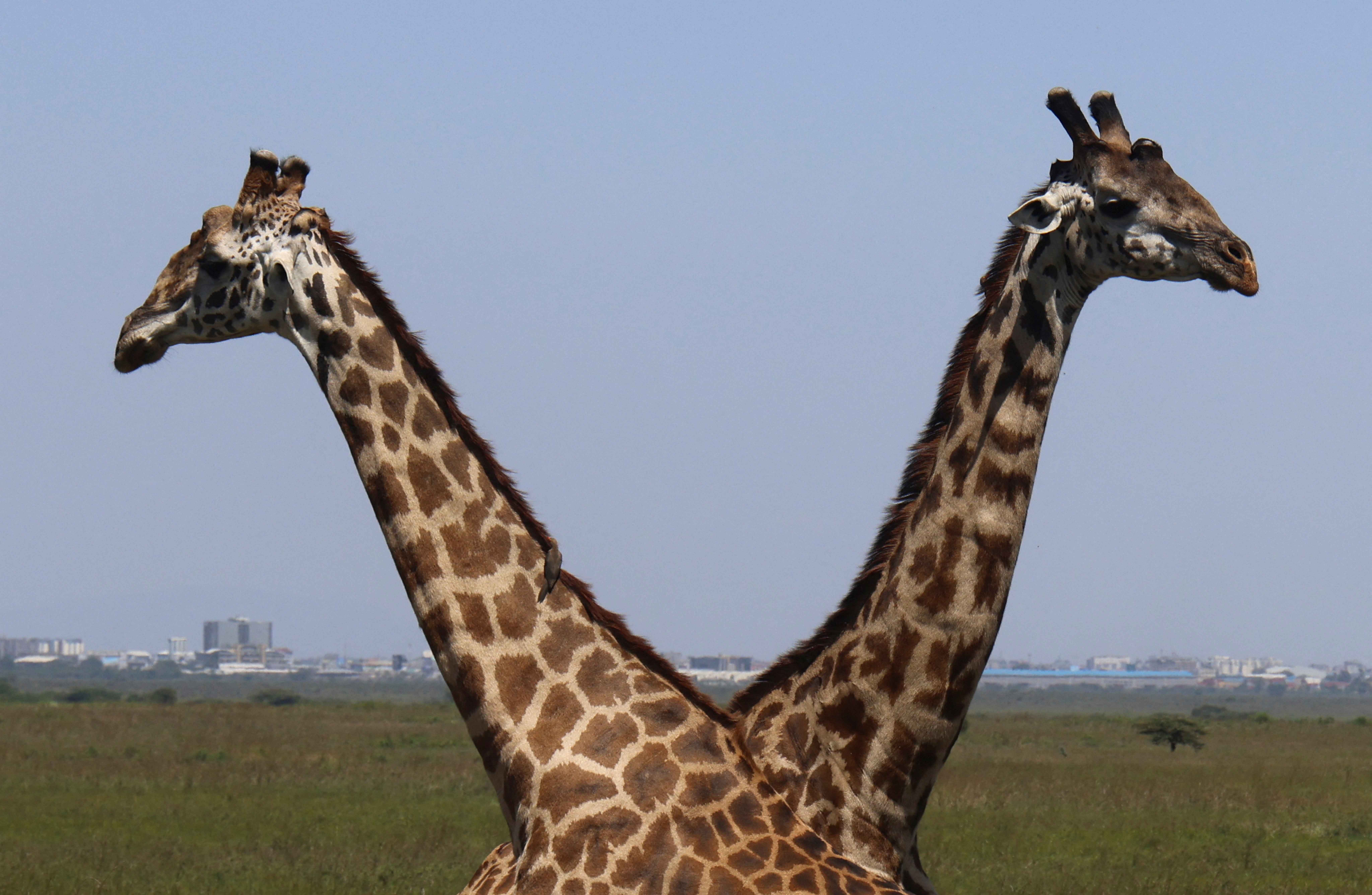 Giraffes walk through the Nairobi National Park in Nairobi