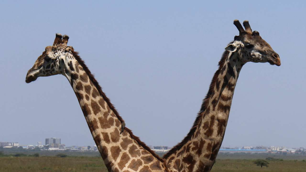 Giraffes walk through the Nairobi National Park in Nairobi