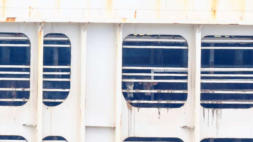 Ship carrying 19,000 cattle causes stench in Cape Town