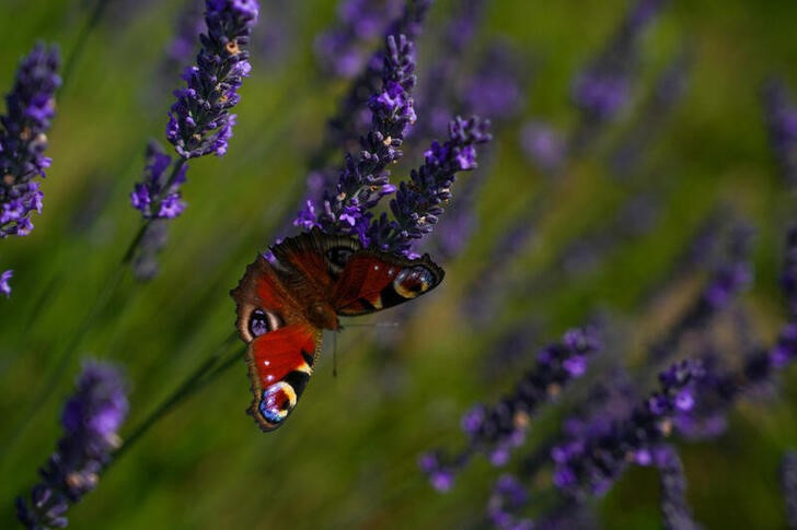 Lavender fields in the summer season