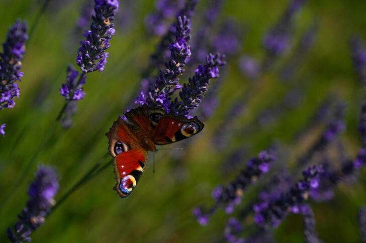 Lavender fields in the summer season
