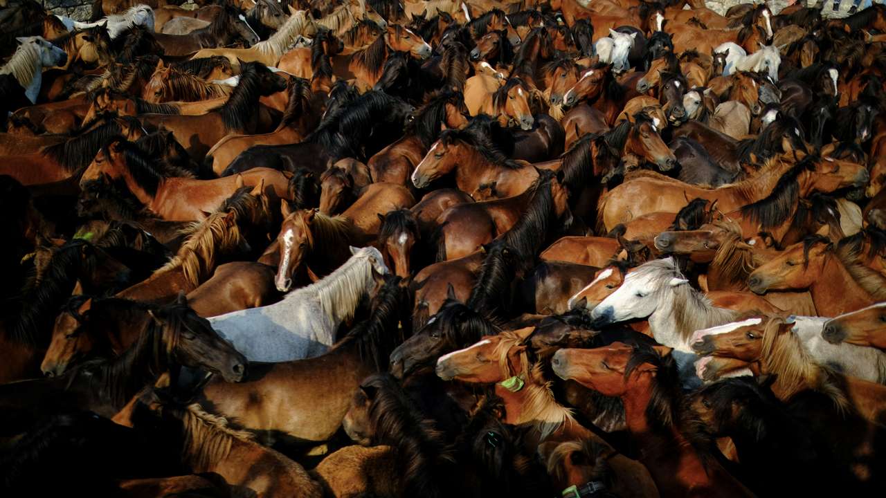 The Wider Image: Spain's wild horses in peril, despite key role in wildfire prevention
