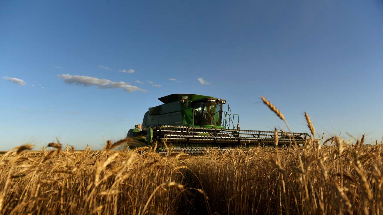 A combine harvests wheat in Corn