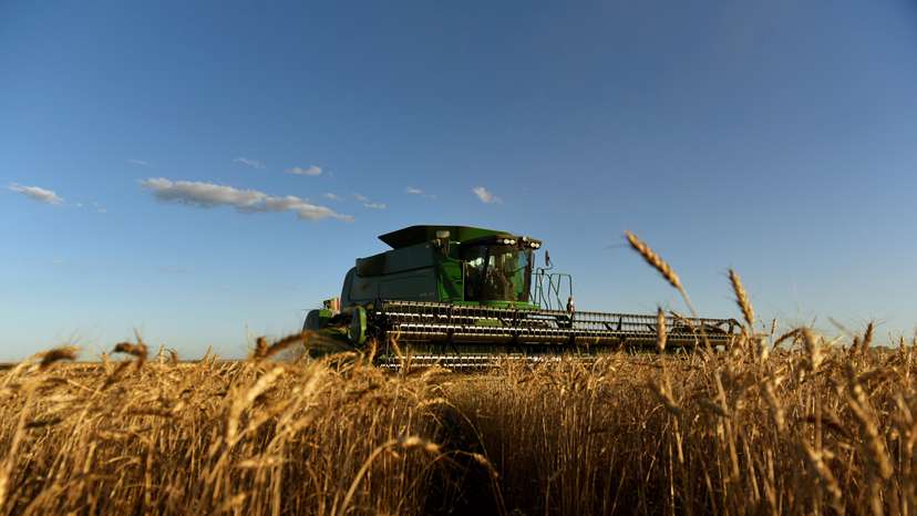 A combine harvests wheat in Corn