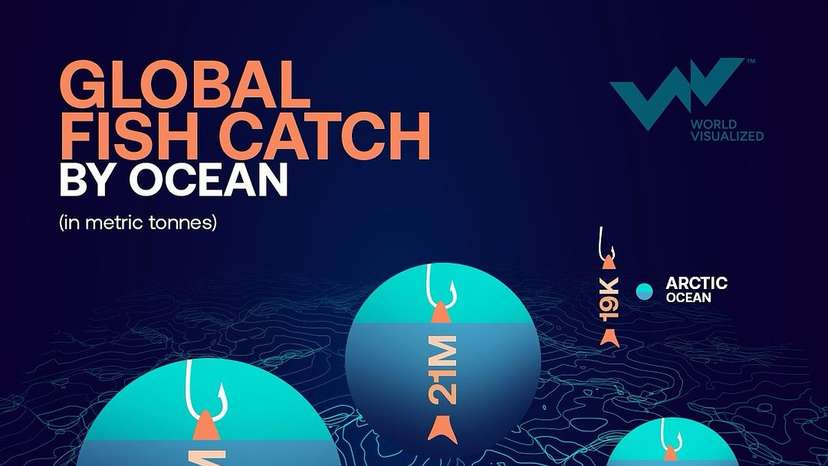 Nearly half of the world’s fish production (49%) comes from wild-caught sources. The Pacific Ocean, which covers about one-third of the planet, contributes 47 million tonnes—an impressive 60% of the global oceanic