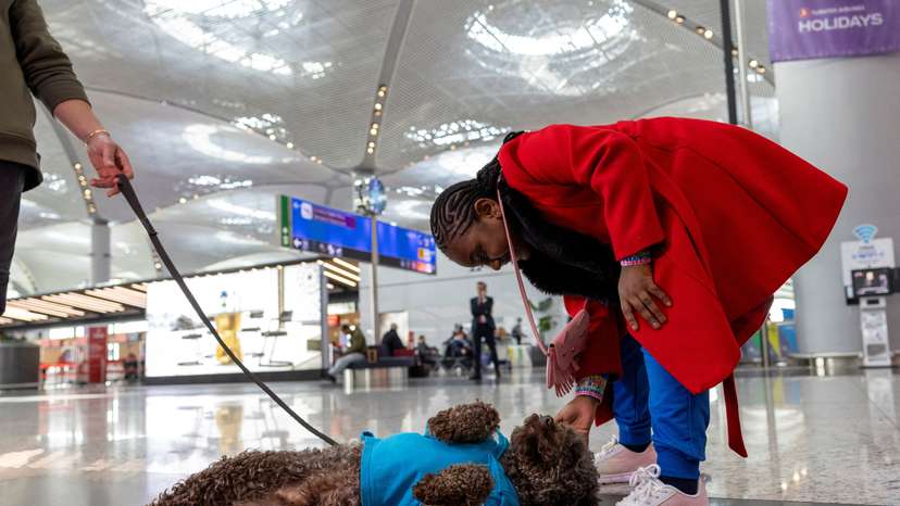Therapy dogs roam Istanbul Airport, searching for stressed passengers who are looking to calm their nerves before they board their flight, in Istanbul