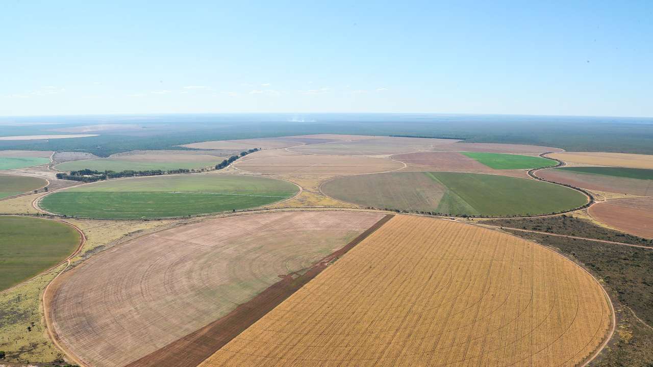 Região de cultivo na Bahia