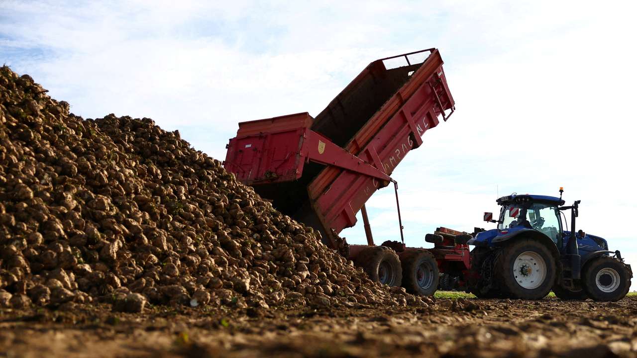 FILE PHOTO: A farmer drops harvested sugar beets on a pile outside Voinsles