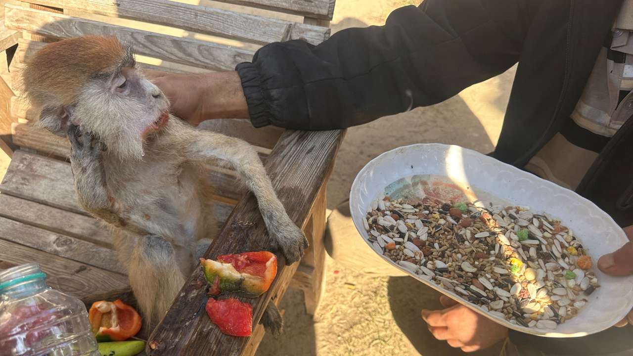 Animals starve to death; displaced Palestinians take shelter at Rafah zoo