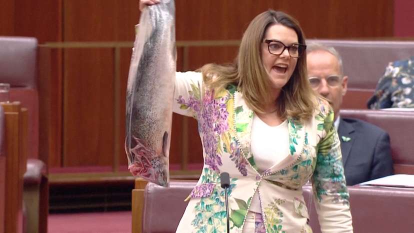 Greens Senator Sarah Hanson-Young holds a dead salmon in a plastic bag, at the Parliament, in Canberra