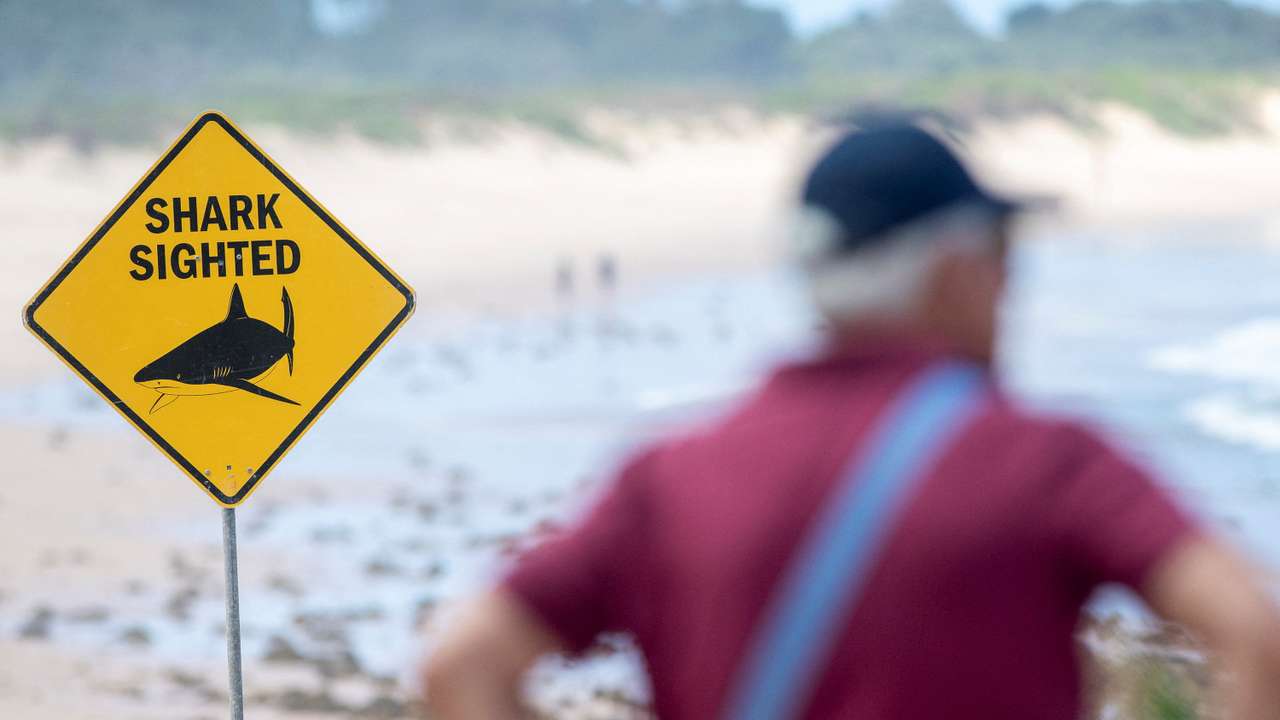 Shark attack in Sydney