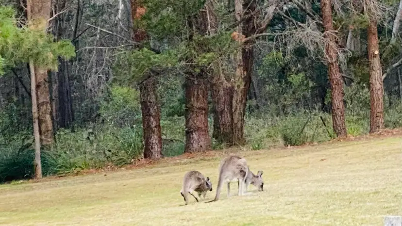 langaroo