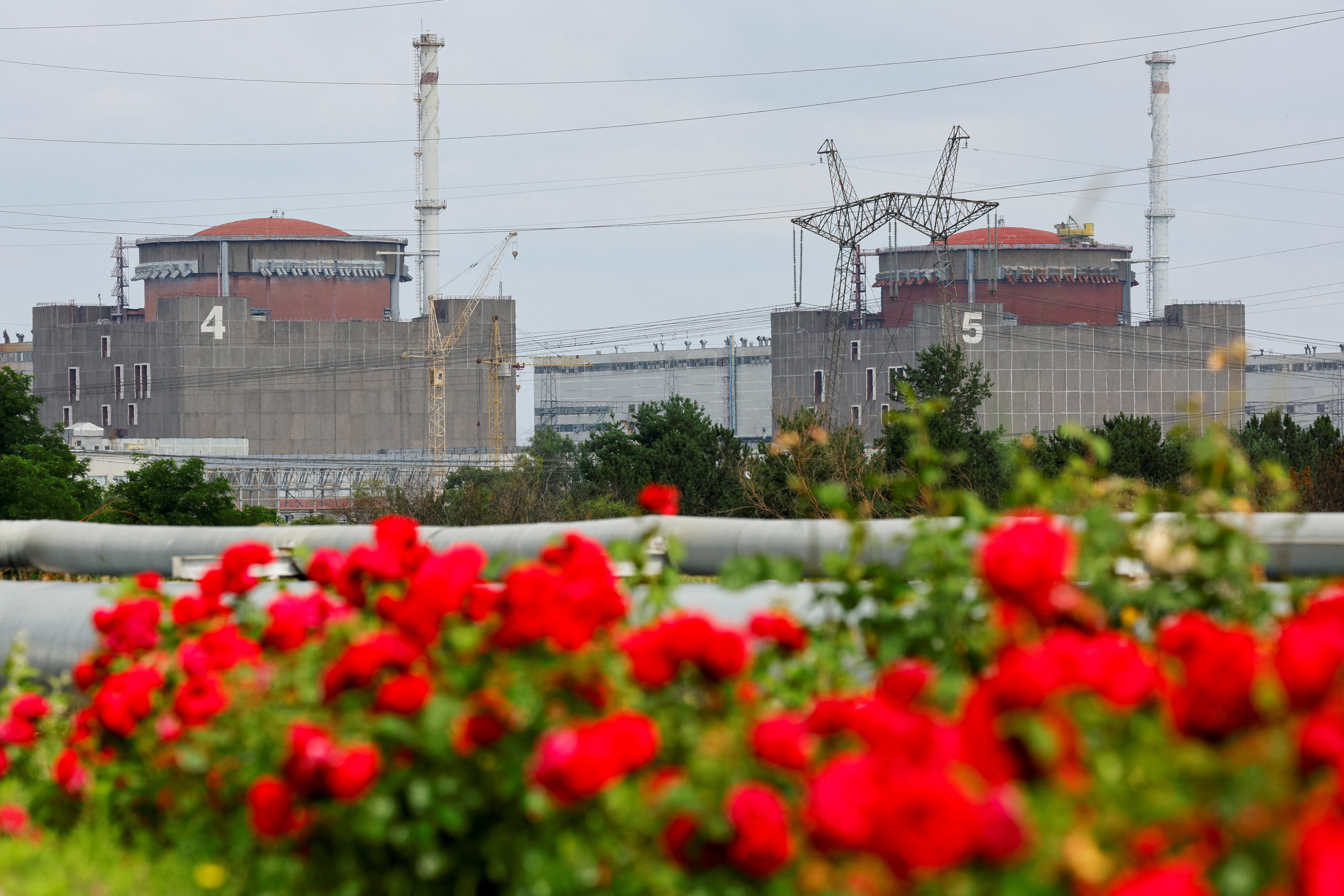 A view through flowers shows the Zaporizhzhia Nuclear Power Plant