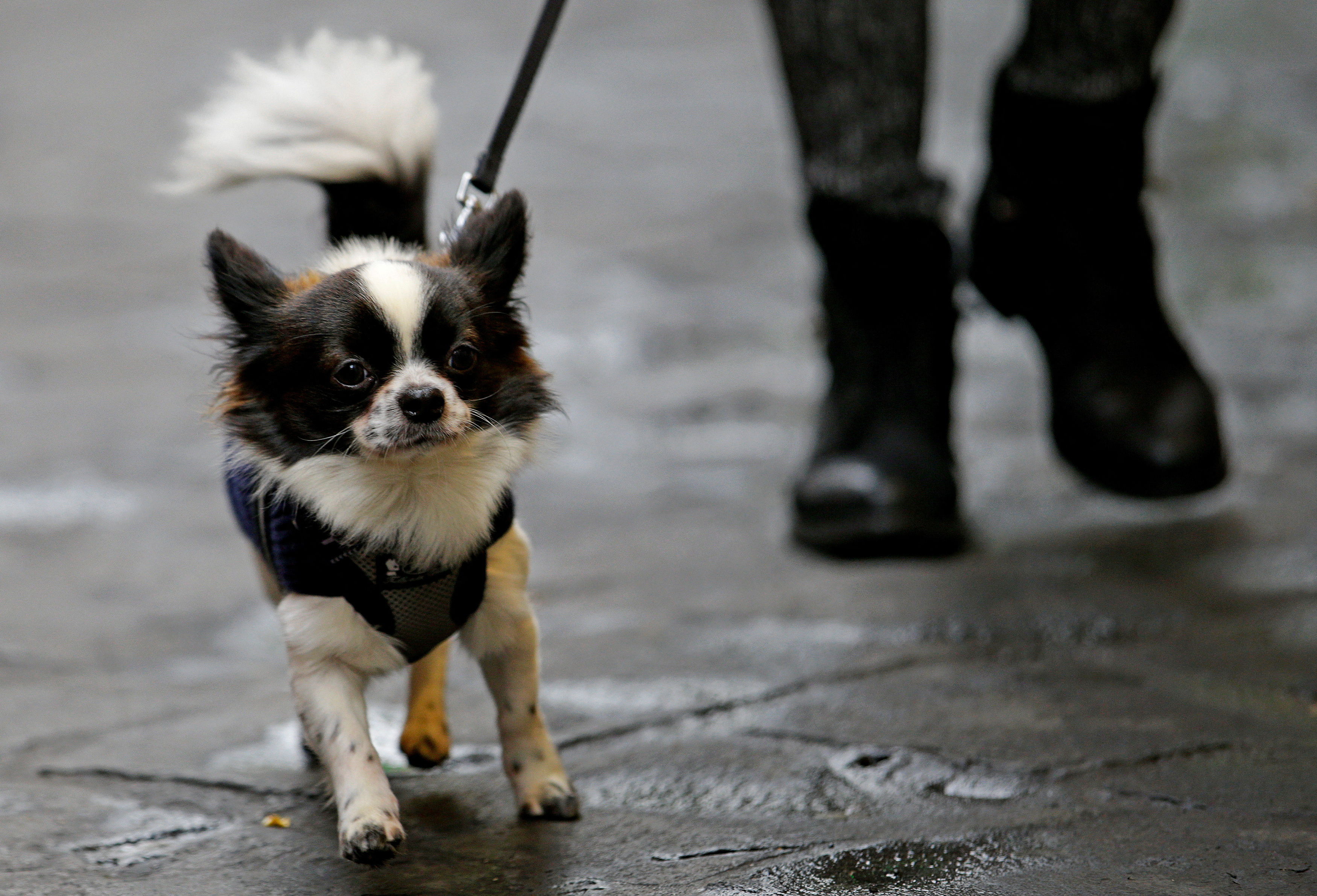 FILE PHOTO: A woman walks with her dog in downtown Rome