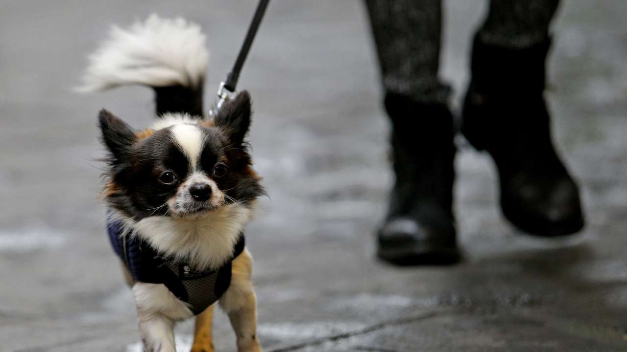 FILE PHOTO: A woman walks with her dog in downtown Rome