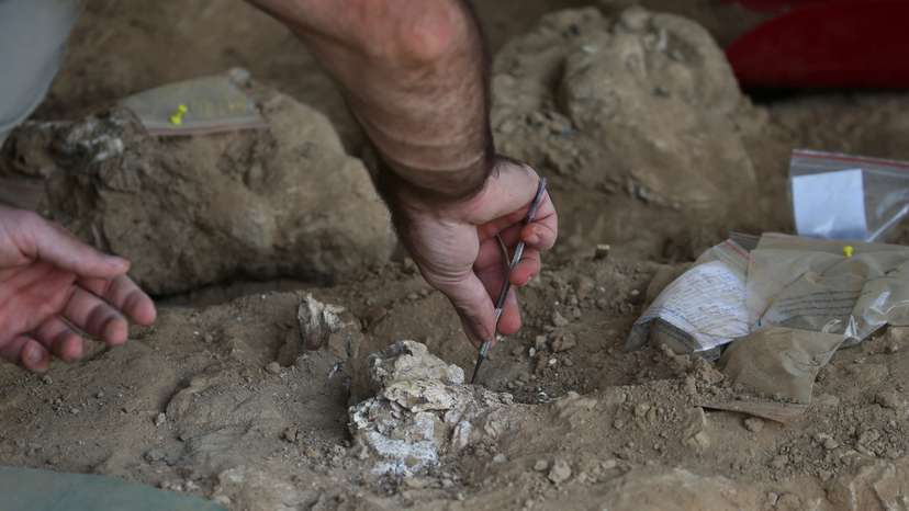 Georgian archaeologists unearth a presumably dated 1.8-million-year-old jawbone, in Kvemo Orozmani