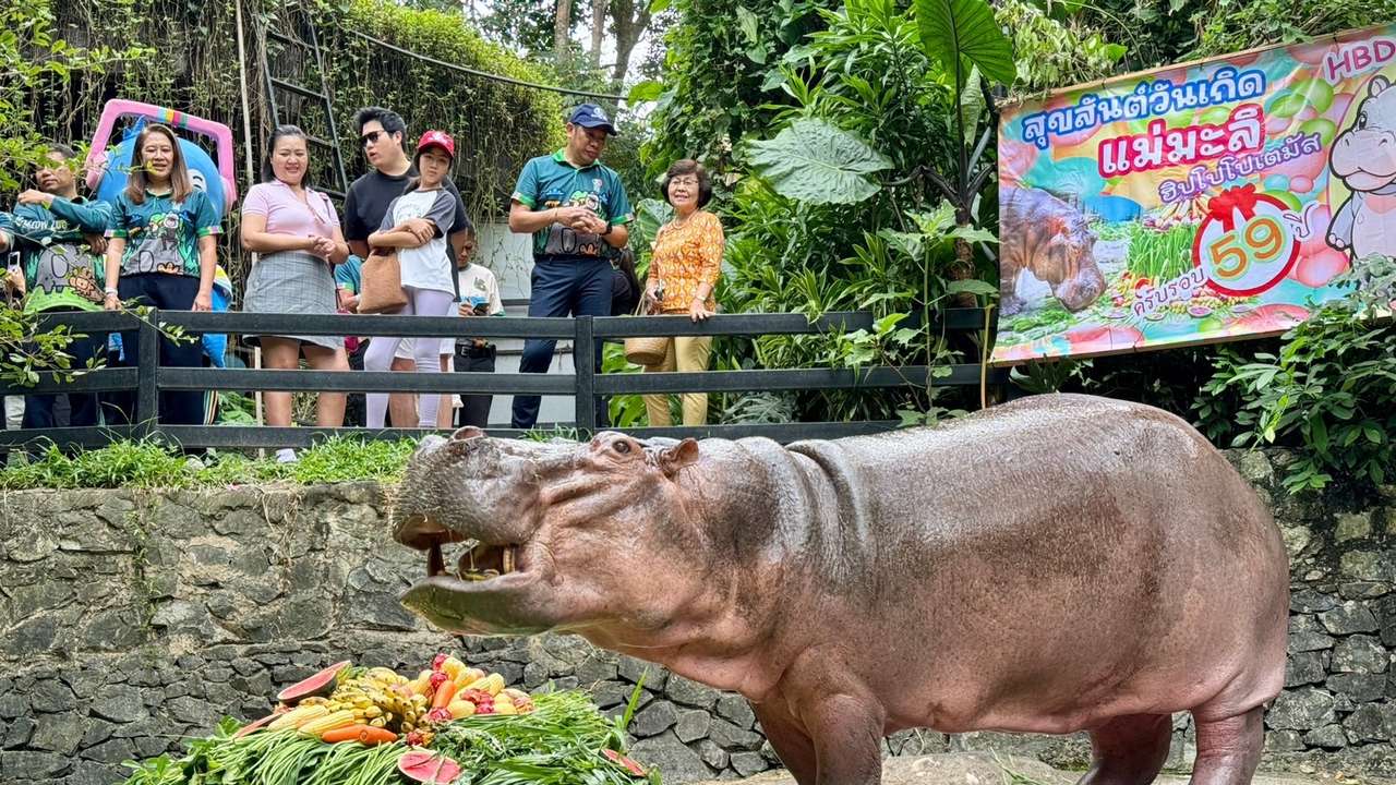 Mae Mali Thailand hippo