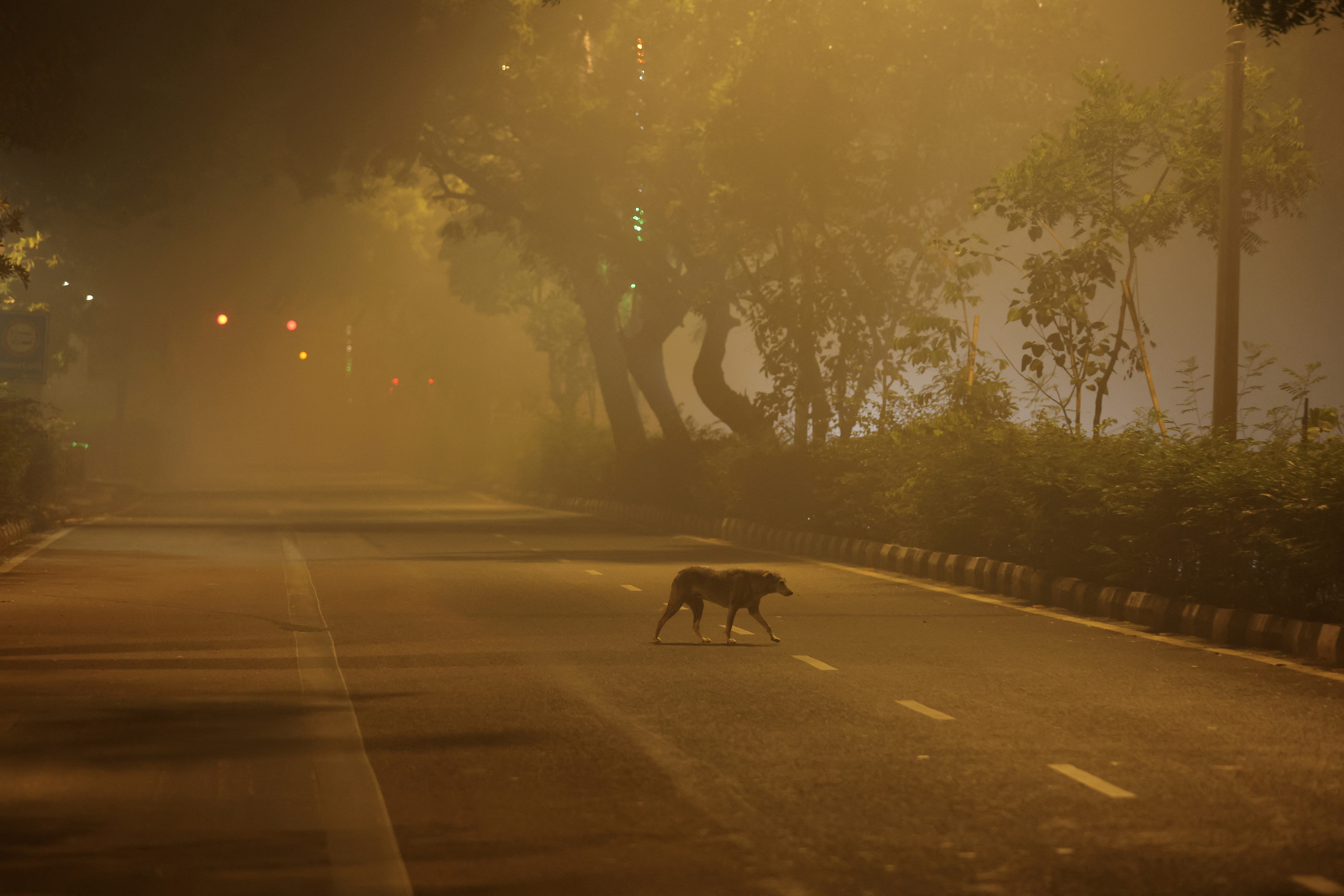 FILE PHOTO: A dog crosses a road on a smoggy morning in New Delhi