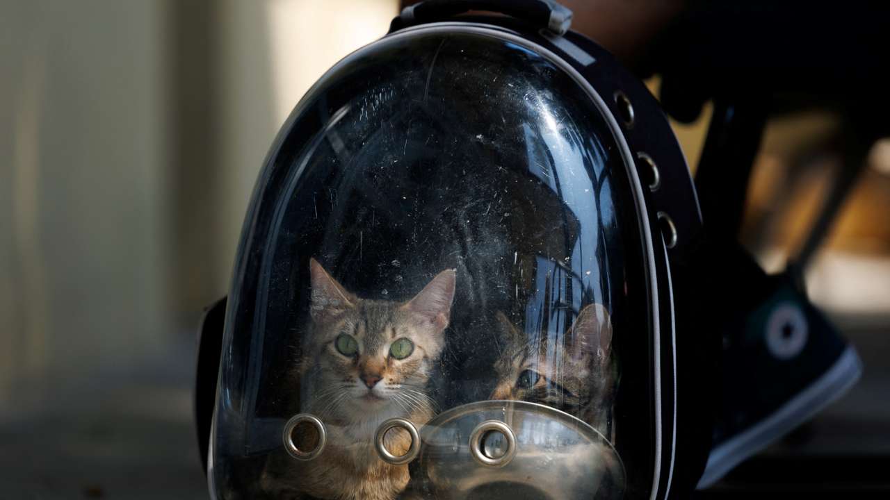 Los Angeles animal shelters fill as ICE raids continue