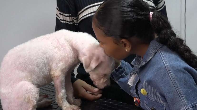 Earthquake Survivor Dog Reunites With Grieving Family Again