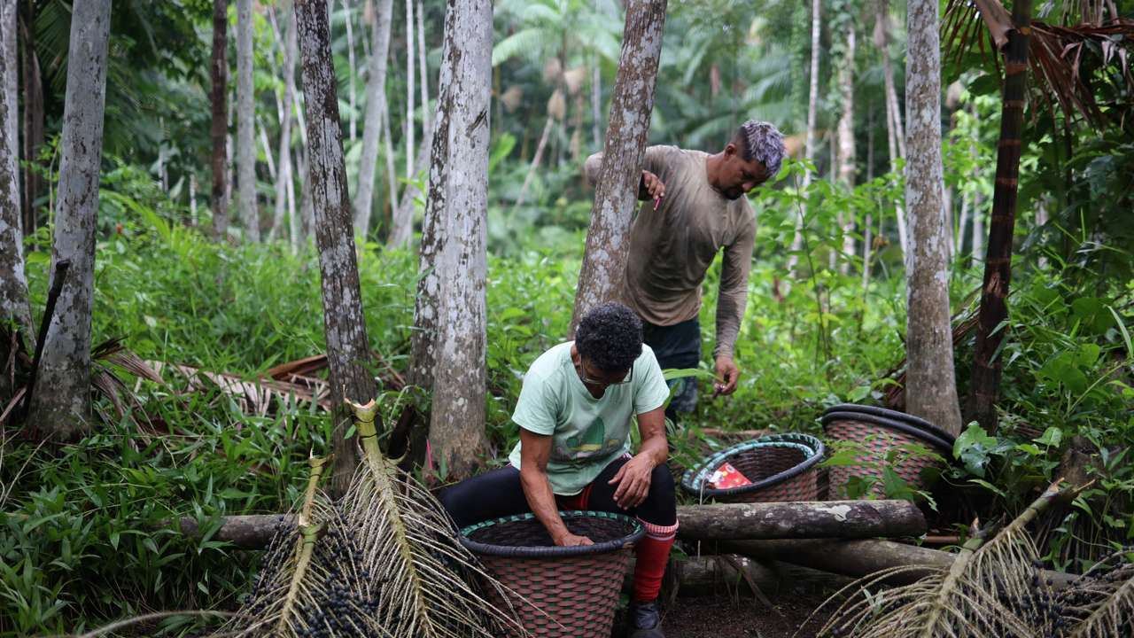 Women from Jussara Island take the lead in acai production and transform the community's reality.