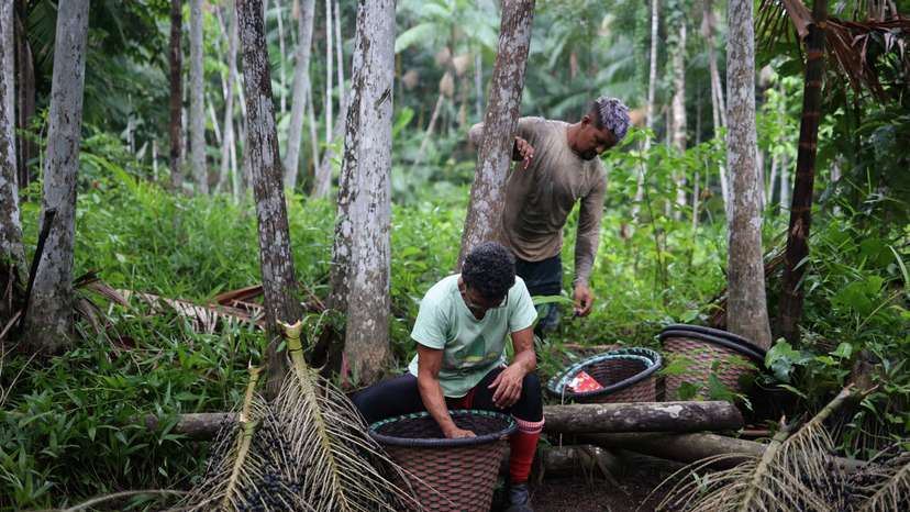 Women from Jussara Island take the lead in acai production and transform the community's reality.