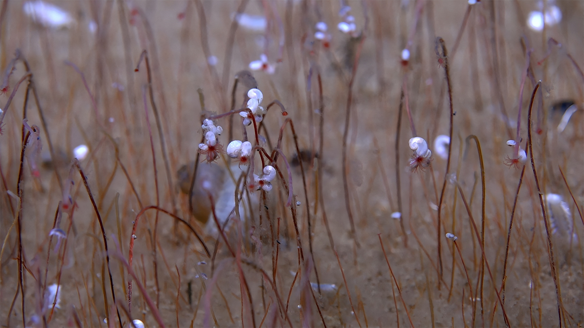 Clusters of tube worms extend red hemoglobin-filled tentacles with small mollusks on the tops of the tubes near the tentacles