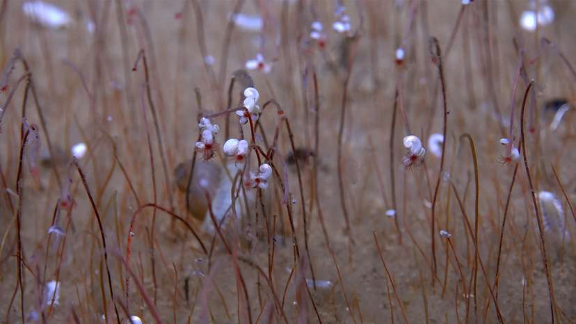 Clusters of tube worms extend red hemoglobin-filled tentacles with small mollusks on the tops of the tubes near the tentacles